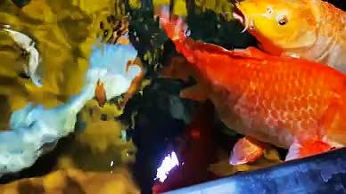 近景实拍红色鲤鱼视频的预览图